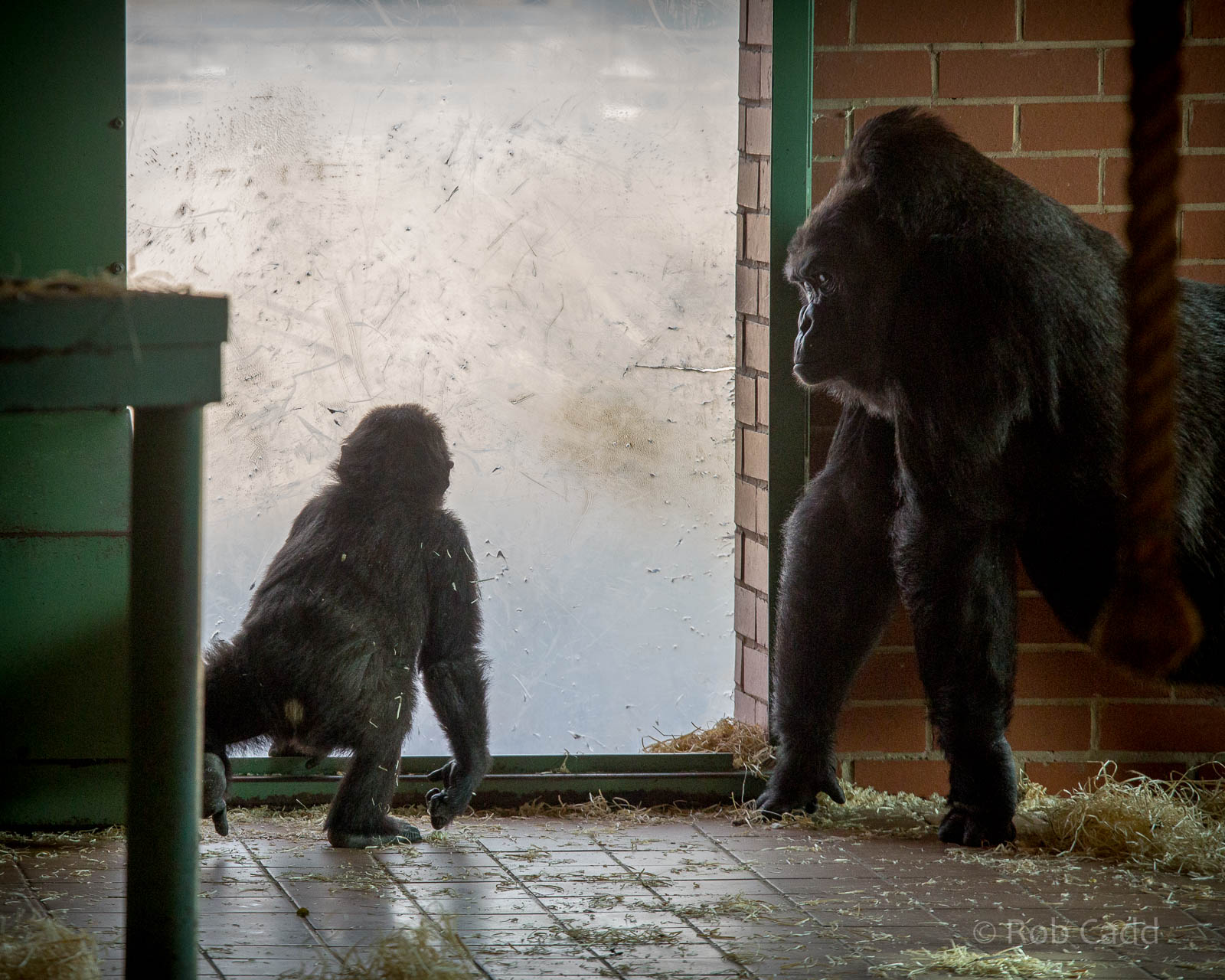 Western lowland gorilla : Twycross : 03 Oct 2014