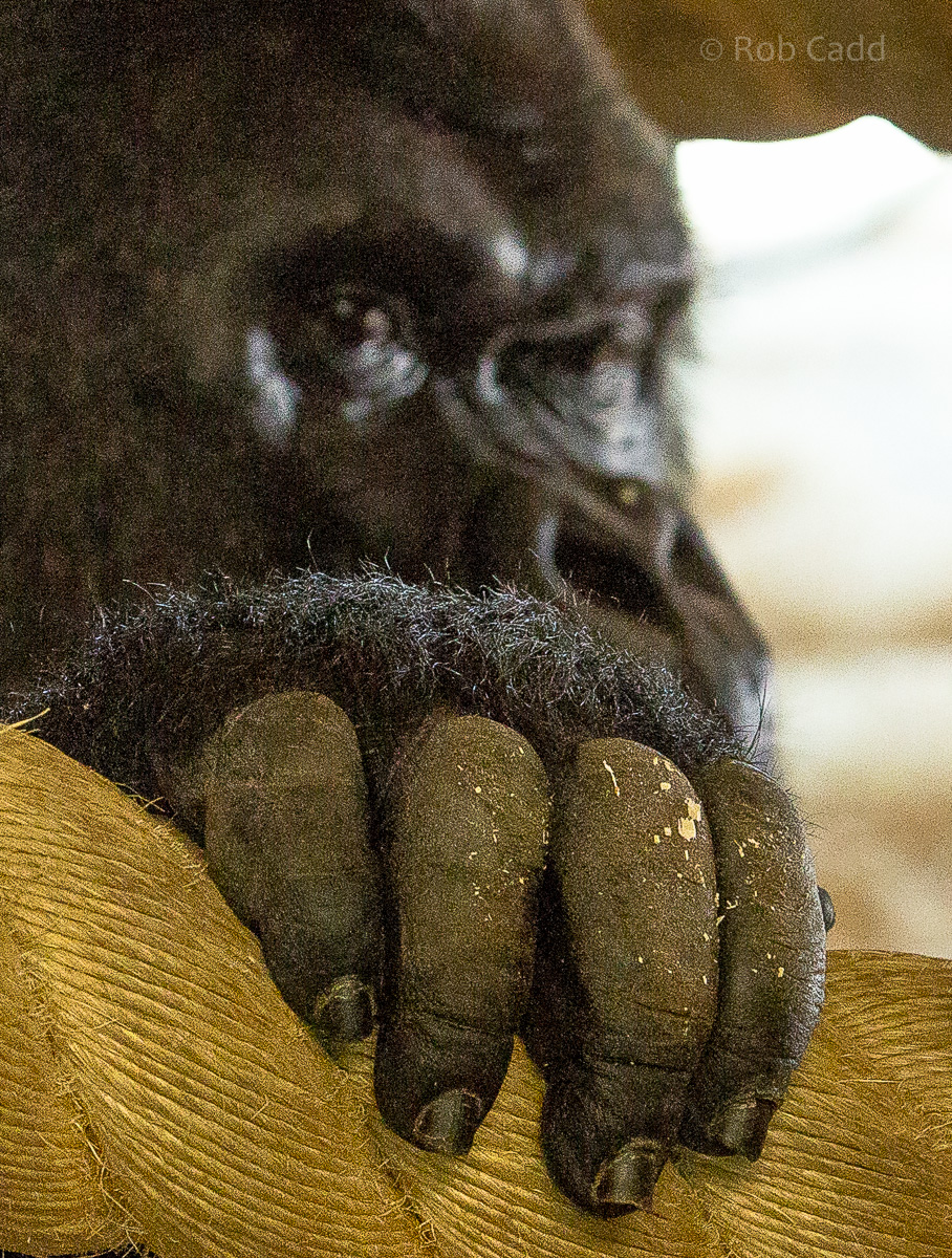 Western lowland gorilla : Twycross : 22 Oct 2015