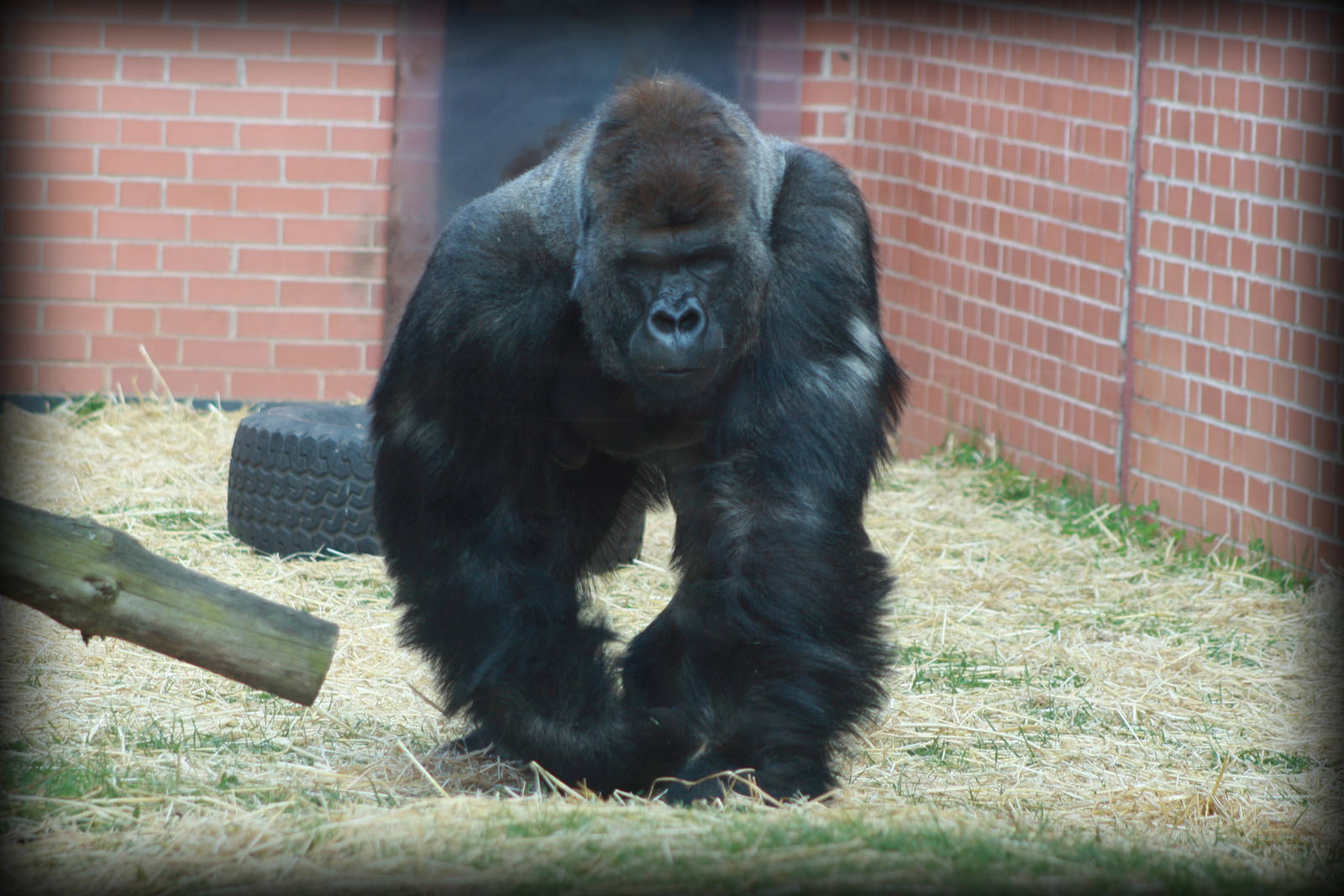 Western Lowland Gorilla - Twycross Zoo - 15/04/2012