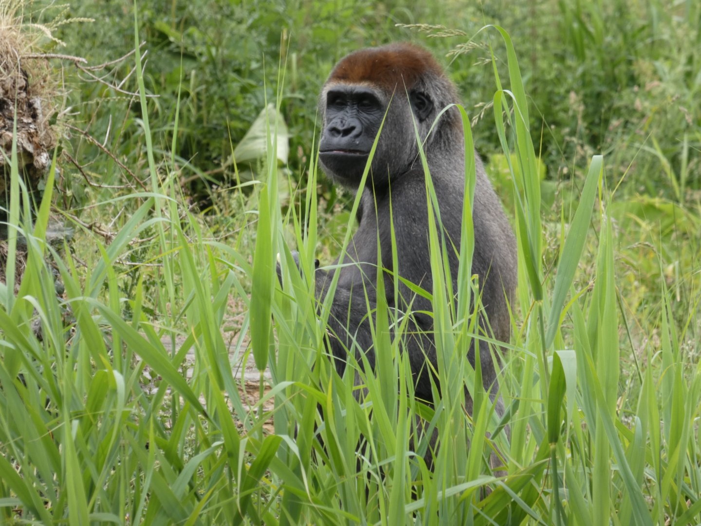 Western lowland gorilla, Vana