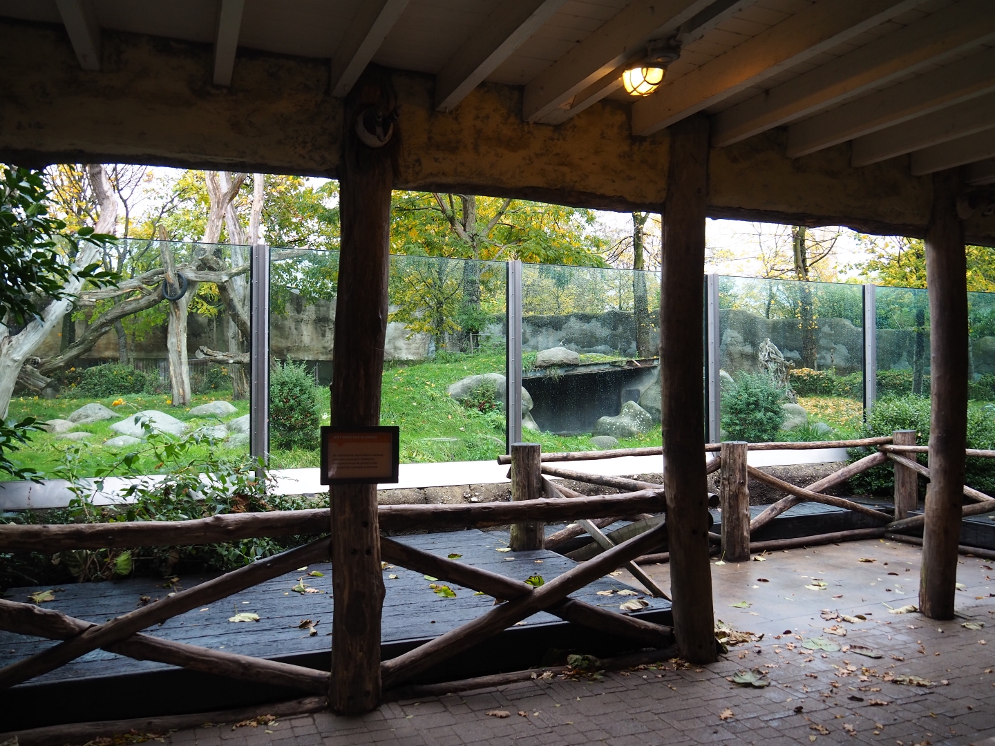Western lowland gorilla viewing area (Nov 10th, 2018)