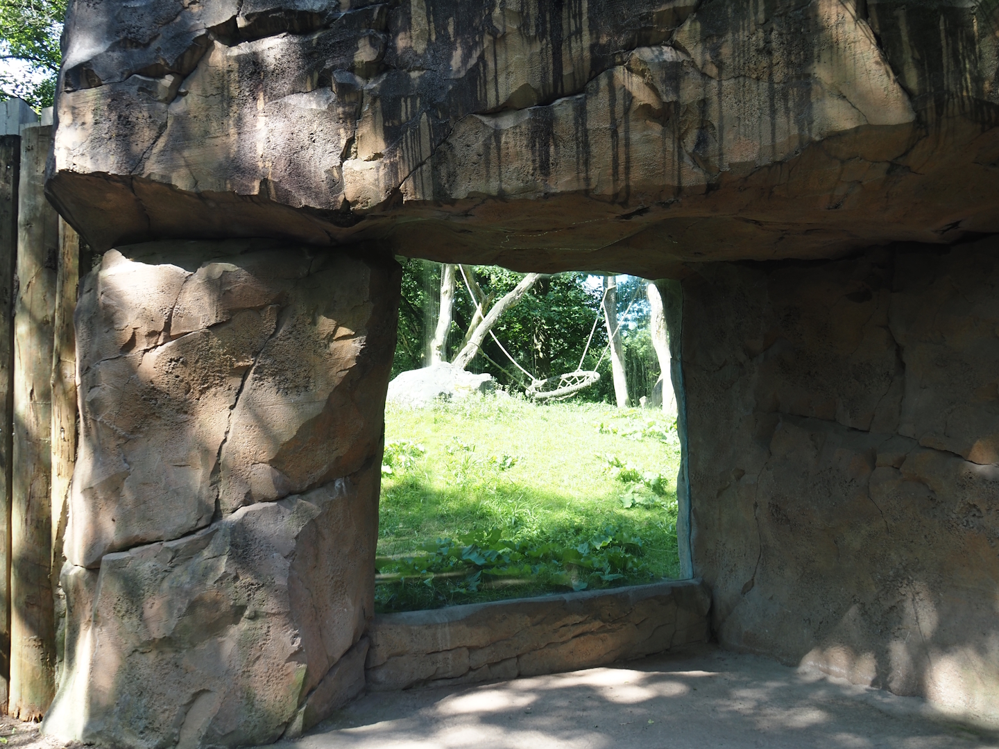 Western lowland gorilla viewing window, 2024-06-08