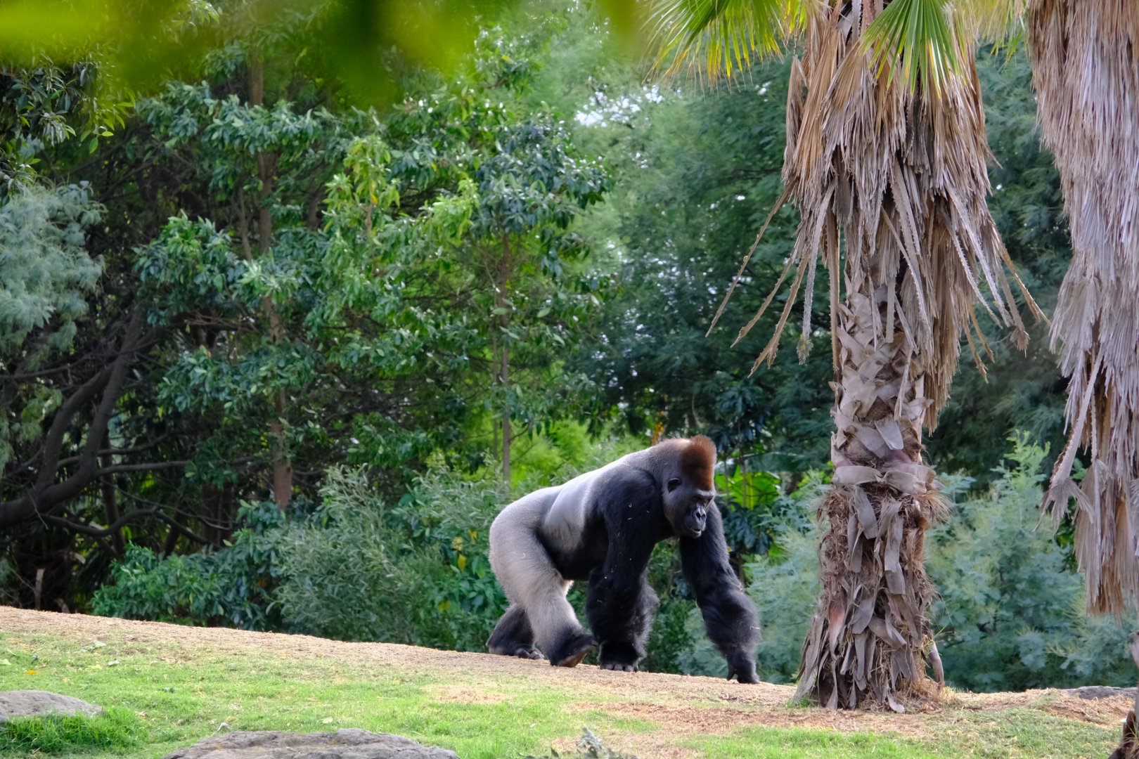 Western Lowland Gorilla - Werribee Open Range Zoo