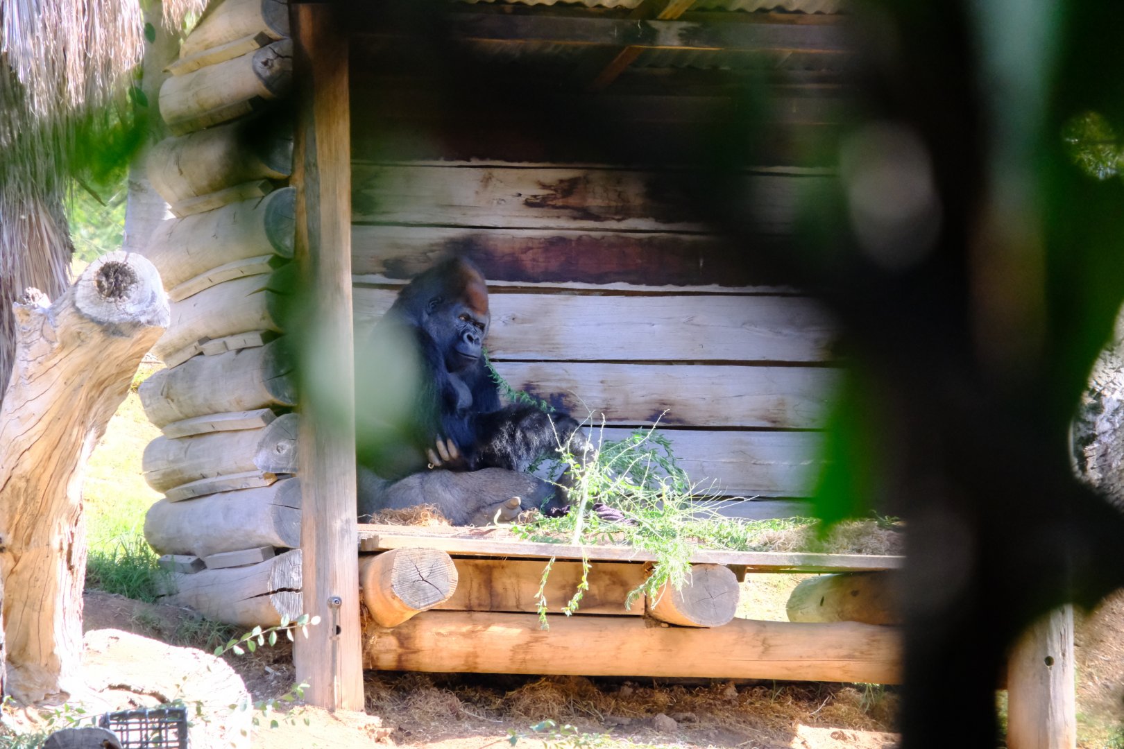 Western Lowland Gorilla - Werribee Open Range Zoo