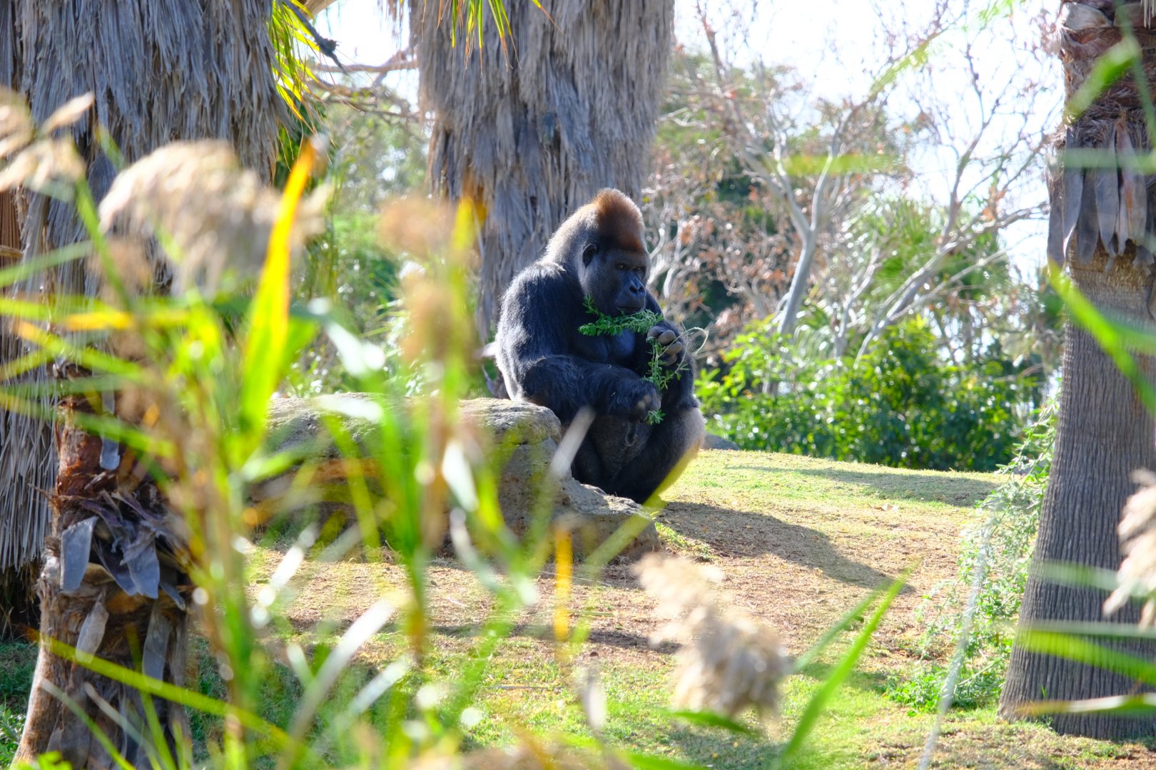 Western Lowland Gorilla - Werribee Open Range Zoo