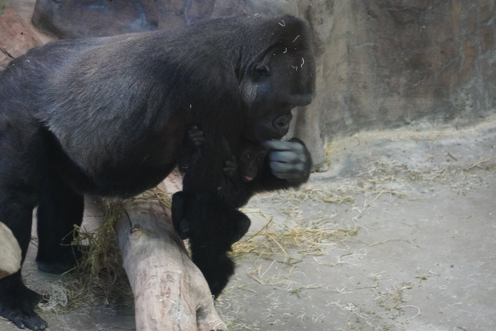 Western Lowland Gorilla with baby, Motema