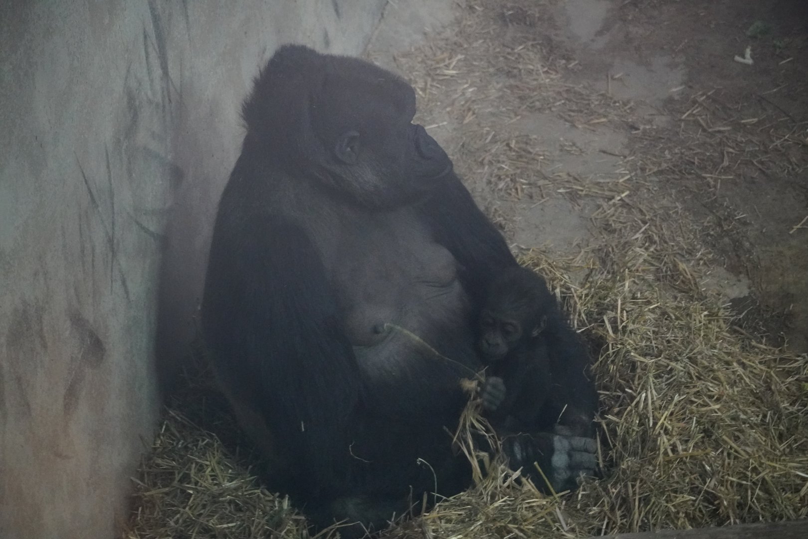 Western Lowland Gorilla with baby