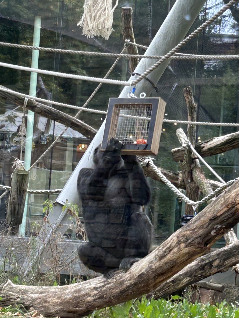 Western lowland gorilla with food puzzle