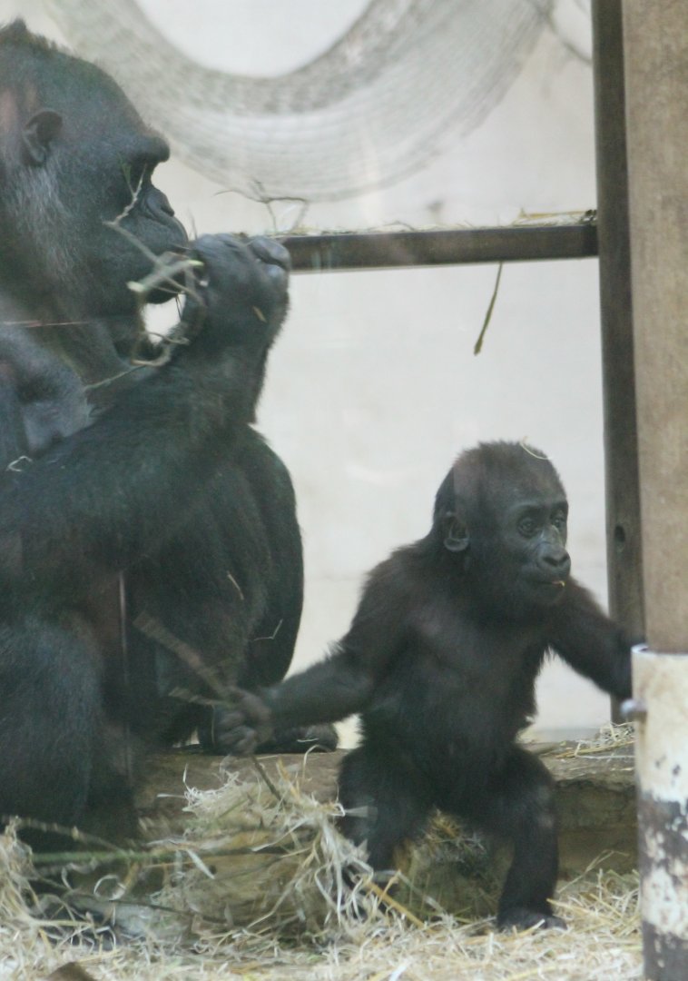 Western lowland gorilla with young