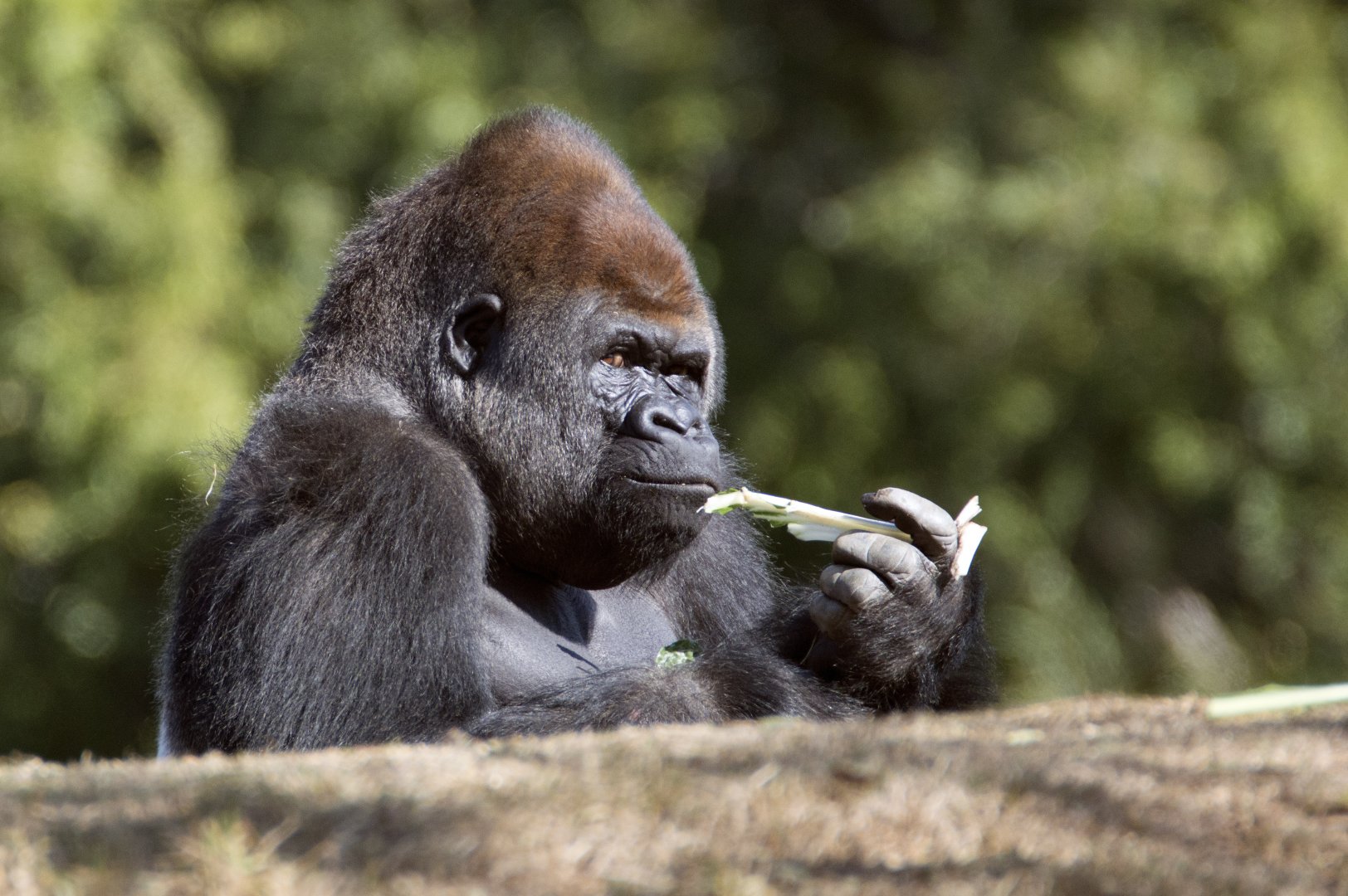 Western lowland gorilla 'Yadumu'