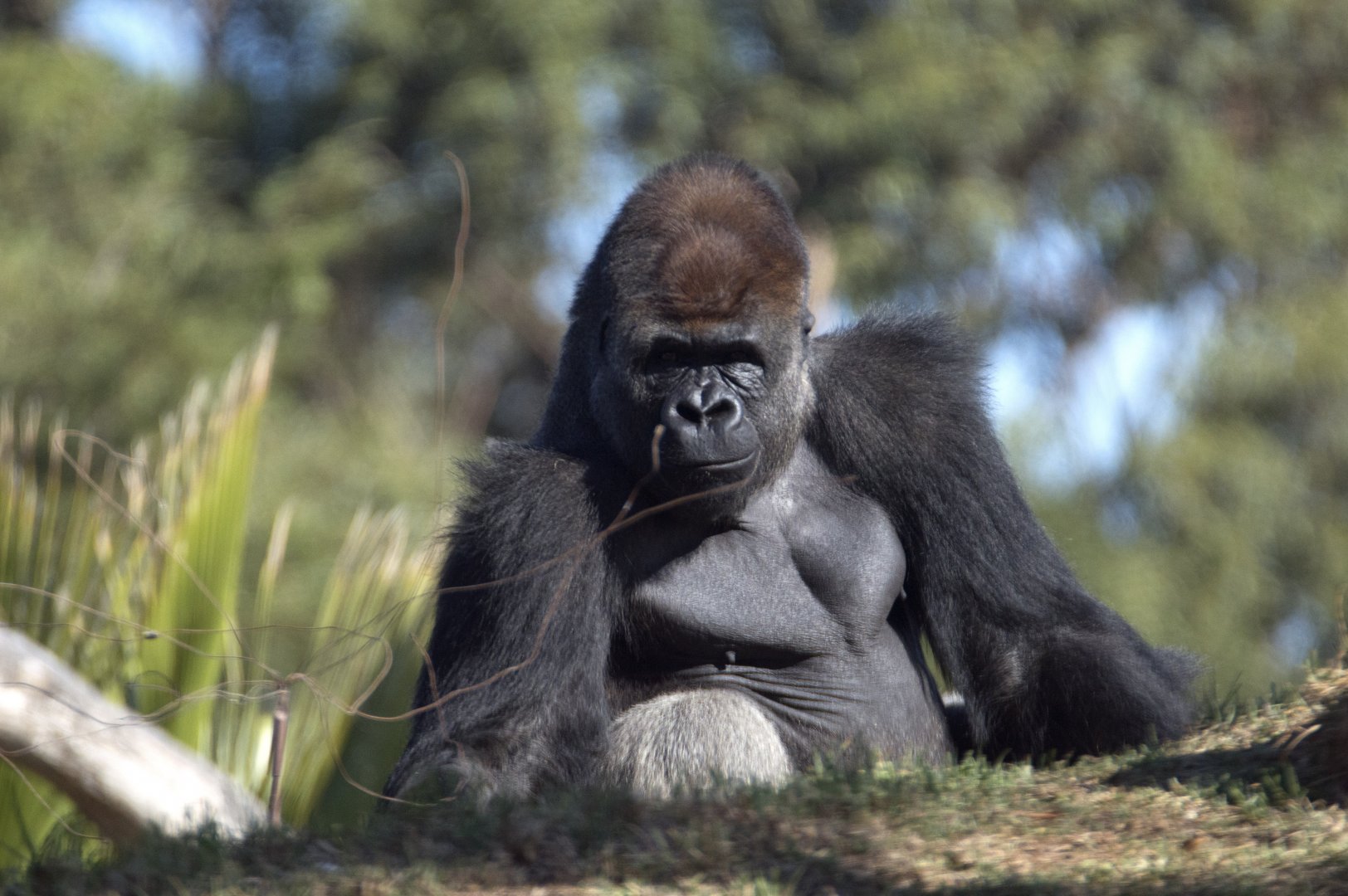 Western lowland gorilla 'Yadumu'