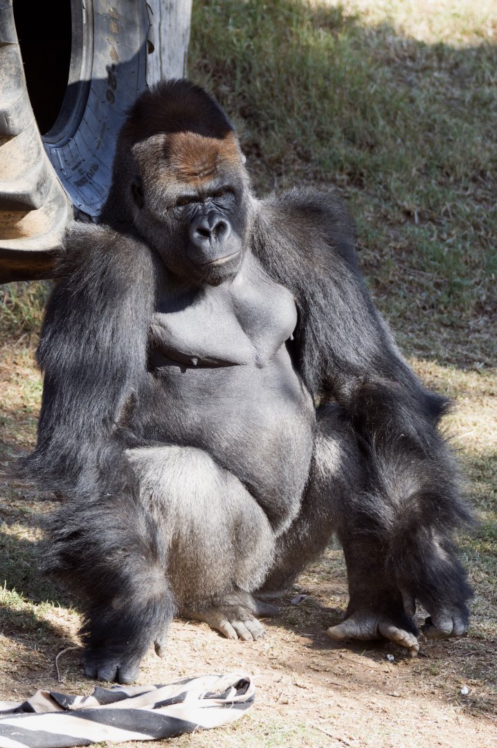 Western lowland gorilla 'Yadumu'