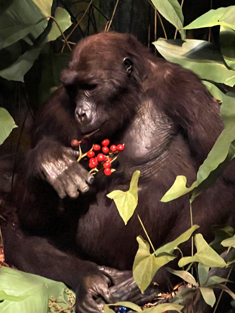 Western Lowland Gorilla Young Male