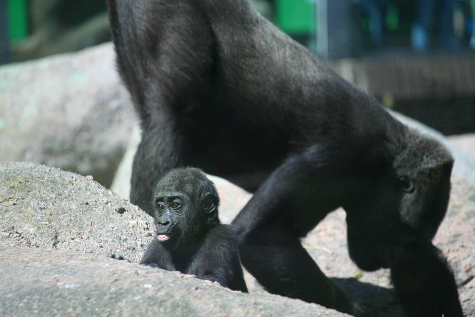 Western lowland gorilla youngster 'Maisie'