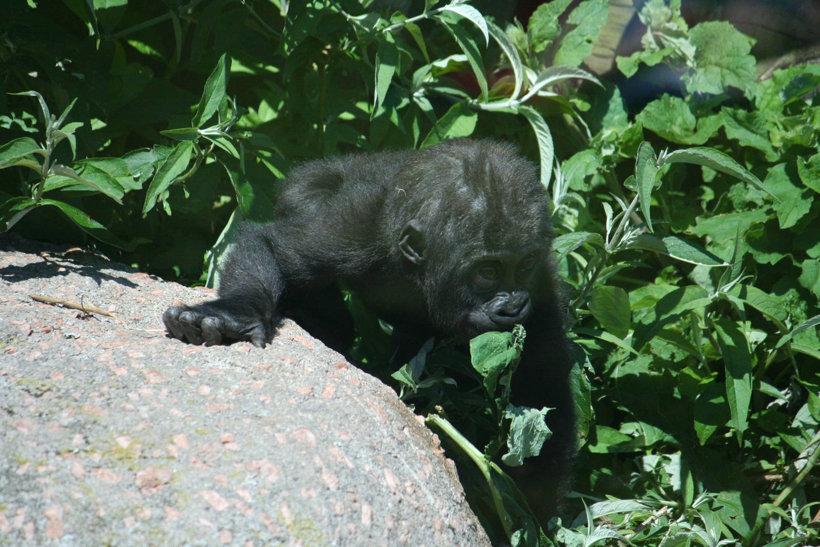 Western lowland gorilla youngster 'Maisie'