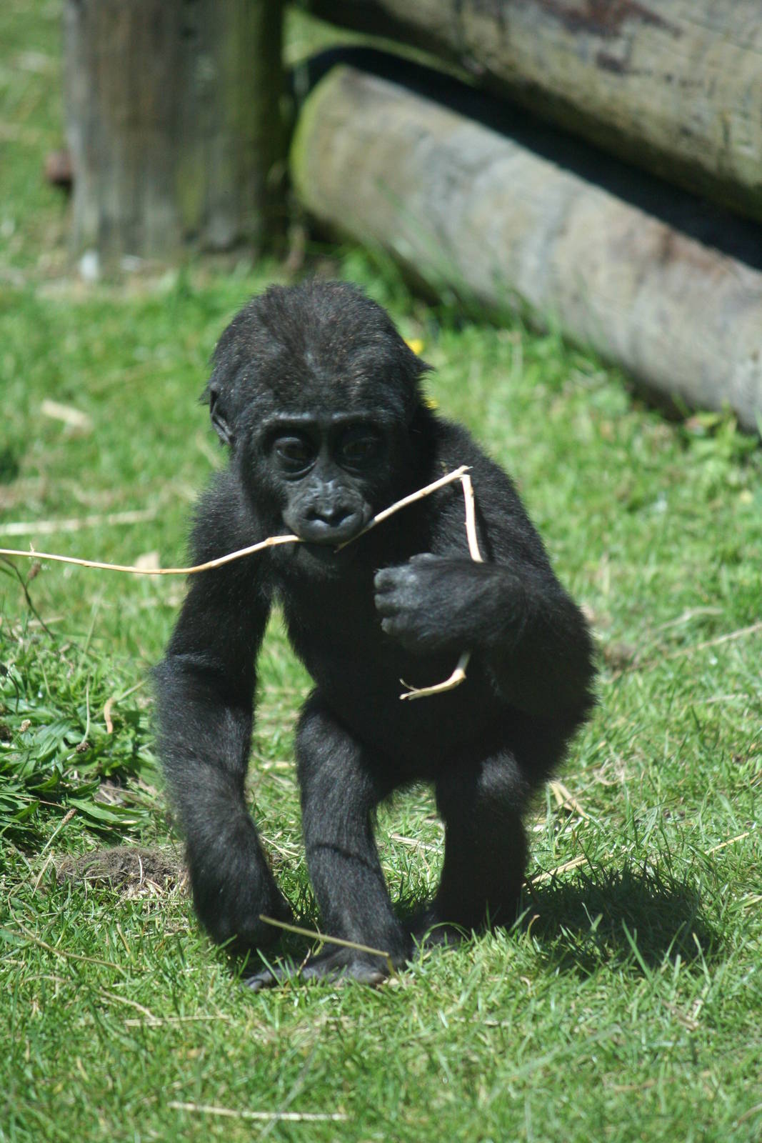 Western lowland gorilla youngster 'Maisie'