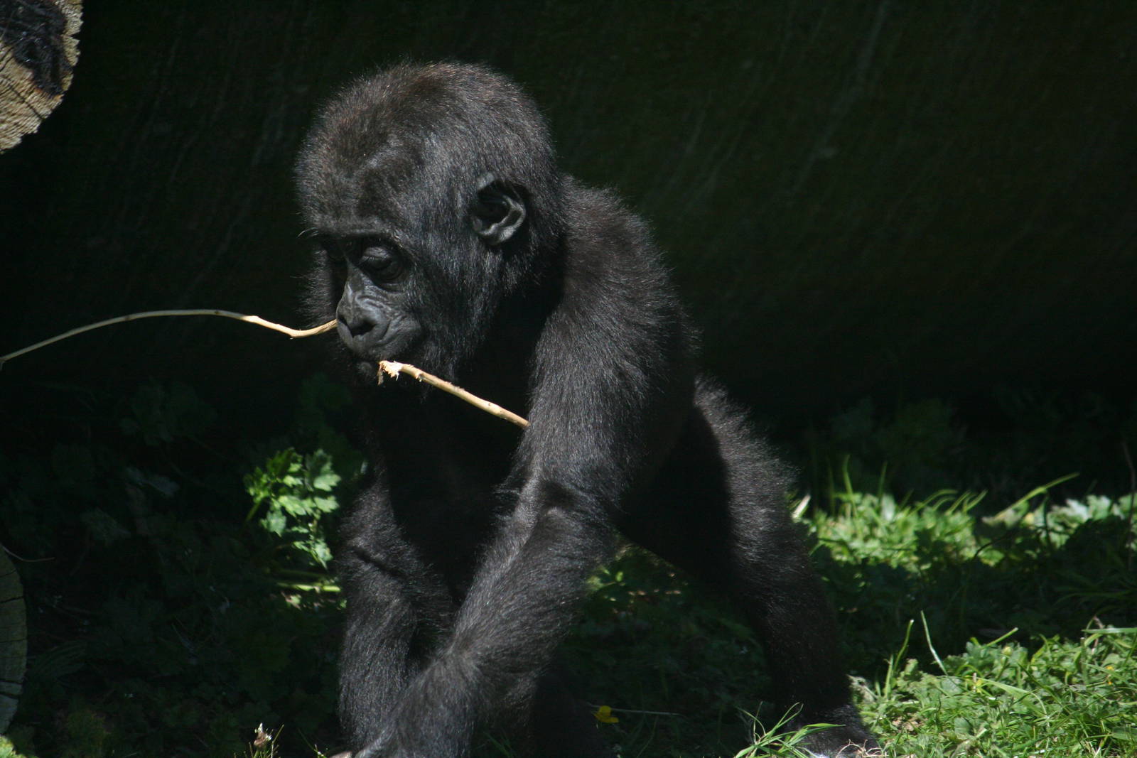 Western lowland gorilla youngster 'Maisie'