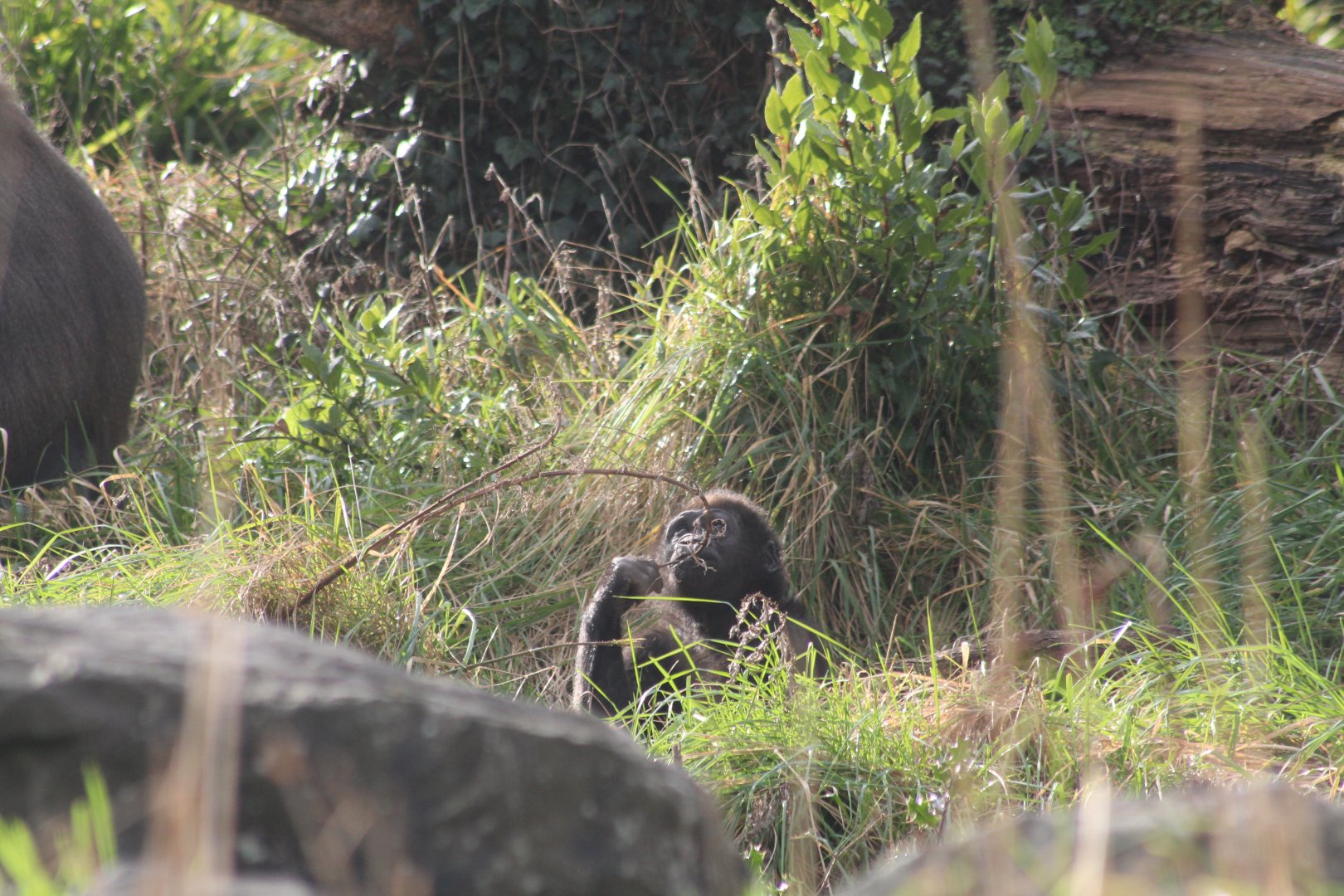 Western lowland gorilla youngster