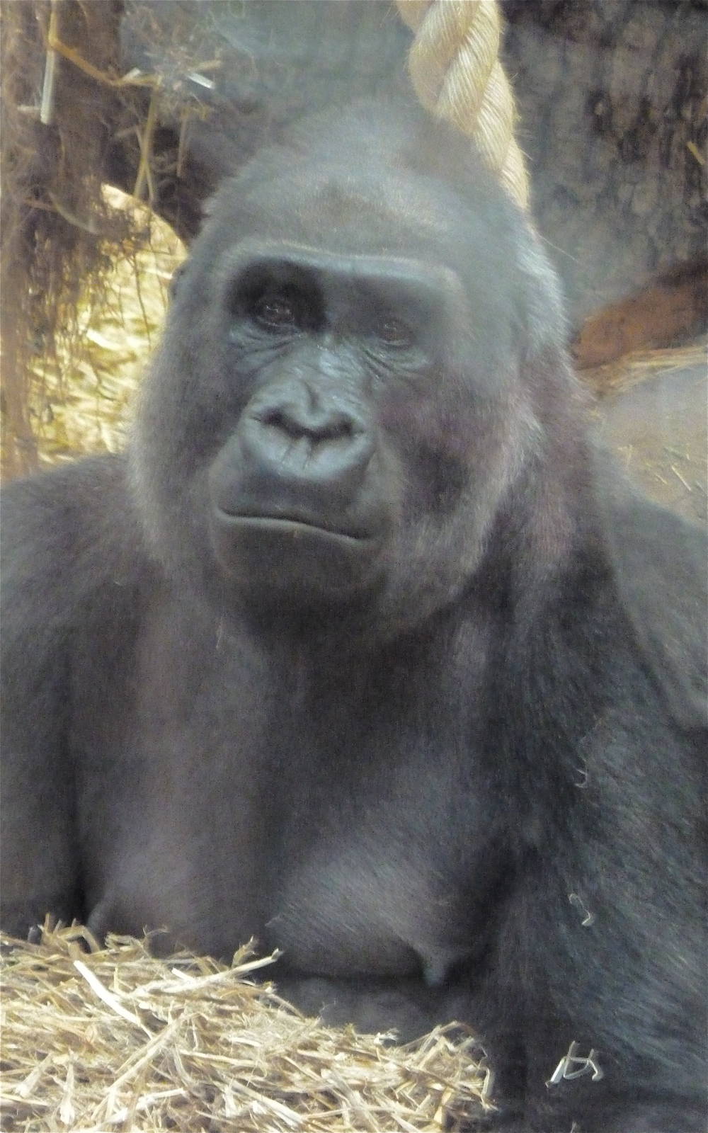 Western Lowland Gorilla - Zaire
