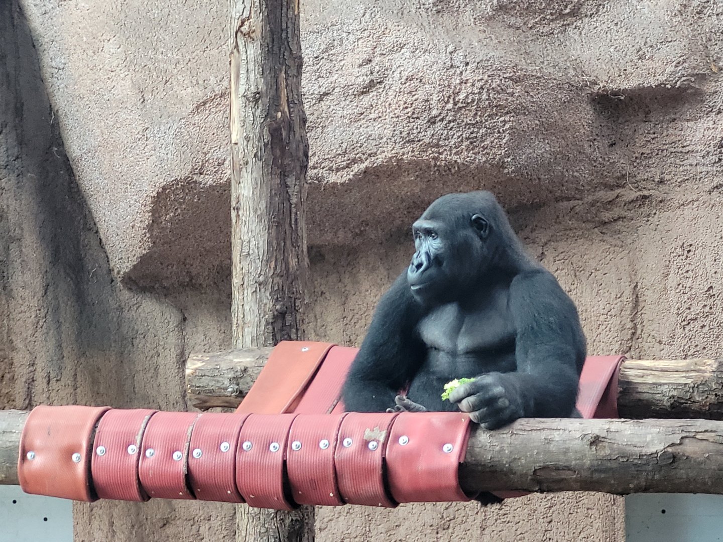 Western lowland gorilla -Zoo du bassin d'Arcachon (2024)