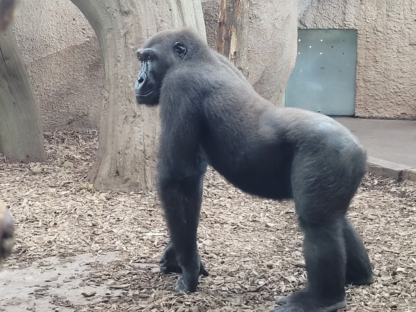 Western lowland gorilla -Zoo du bassin d'Arcachon (2024)