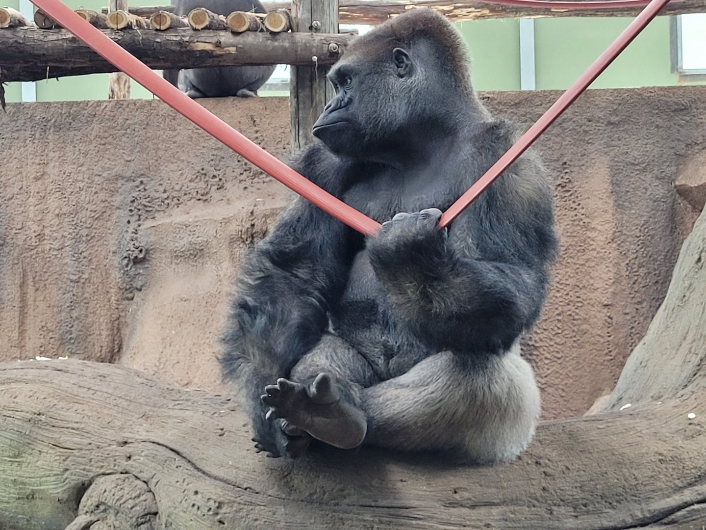 Western lowland gorilla -Zoo du bassin d'Arcachon (2024)