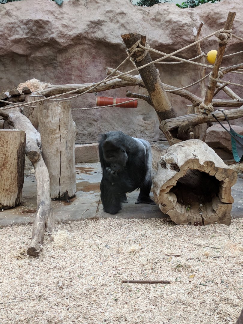 Western Lowland Gorilla Zoo Praha 2018