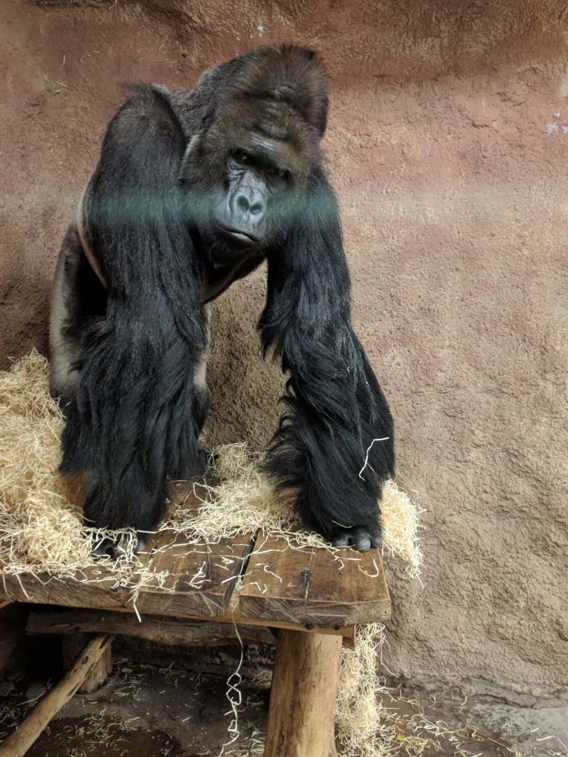 Western Lowland Gorilla Zoo Praha 2018