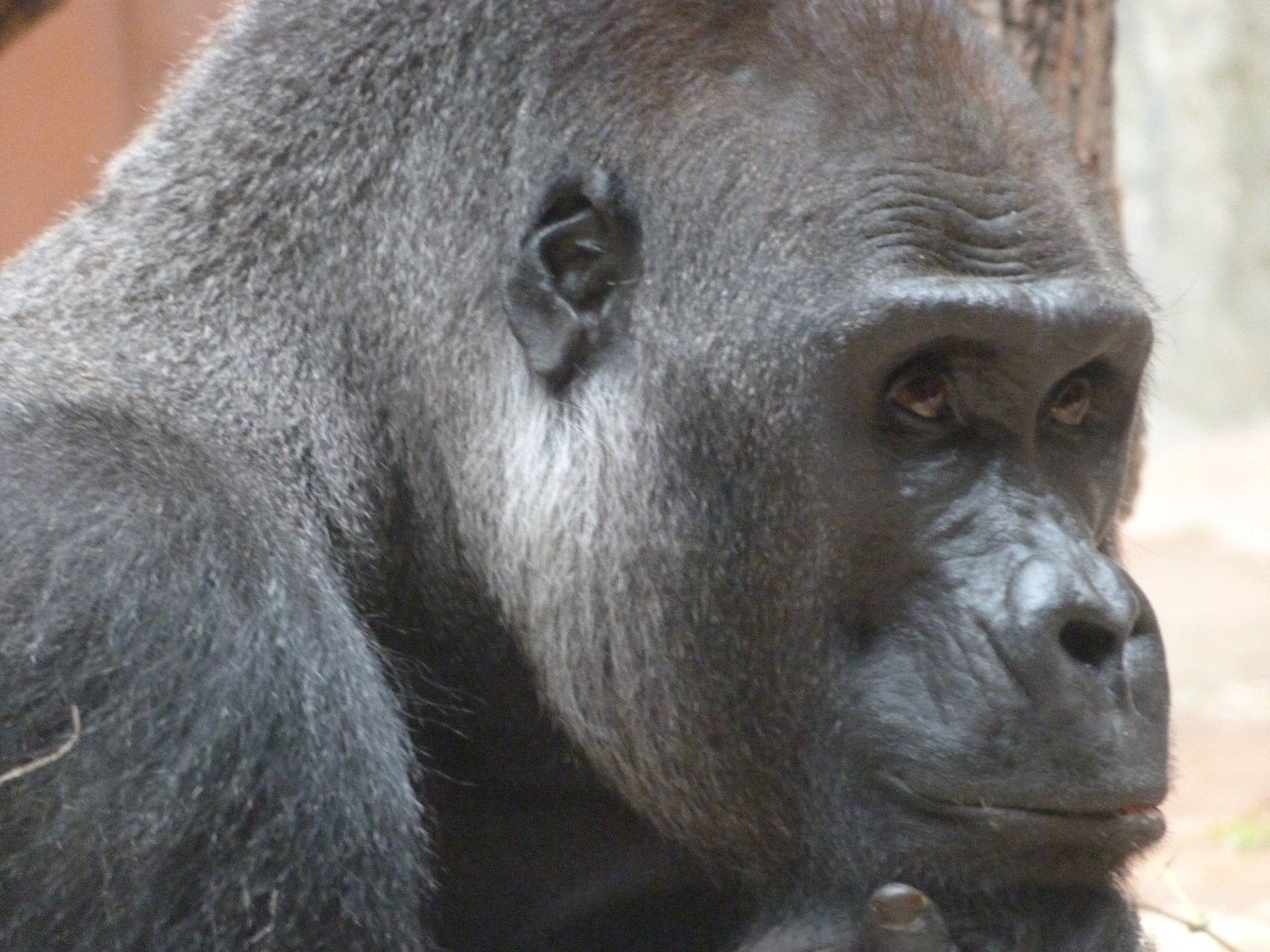 Western lowland gorilla -Zoo Praha (2025)