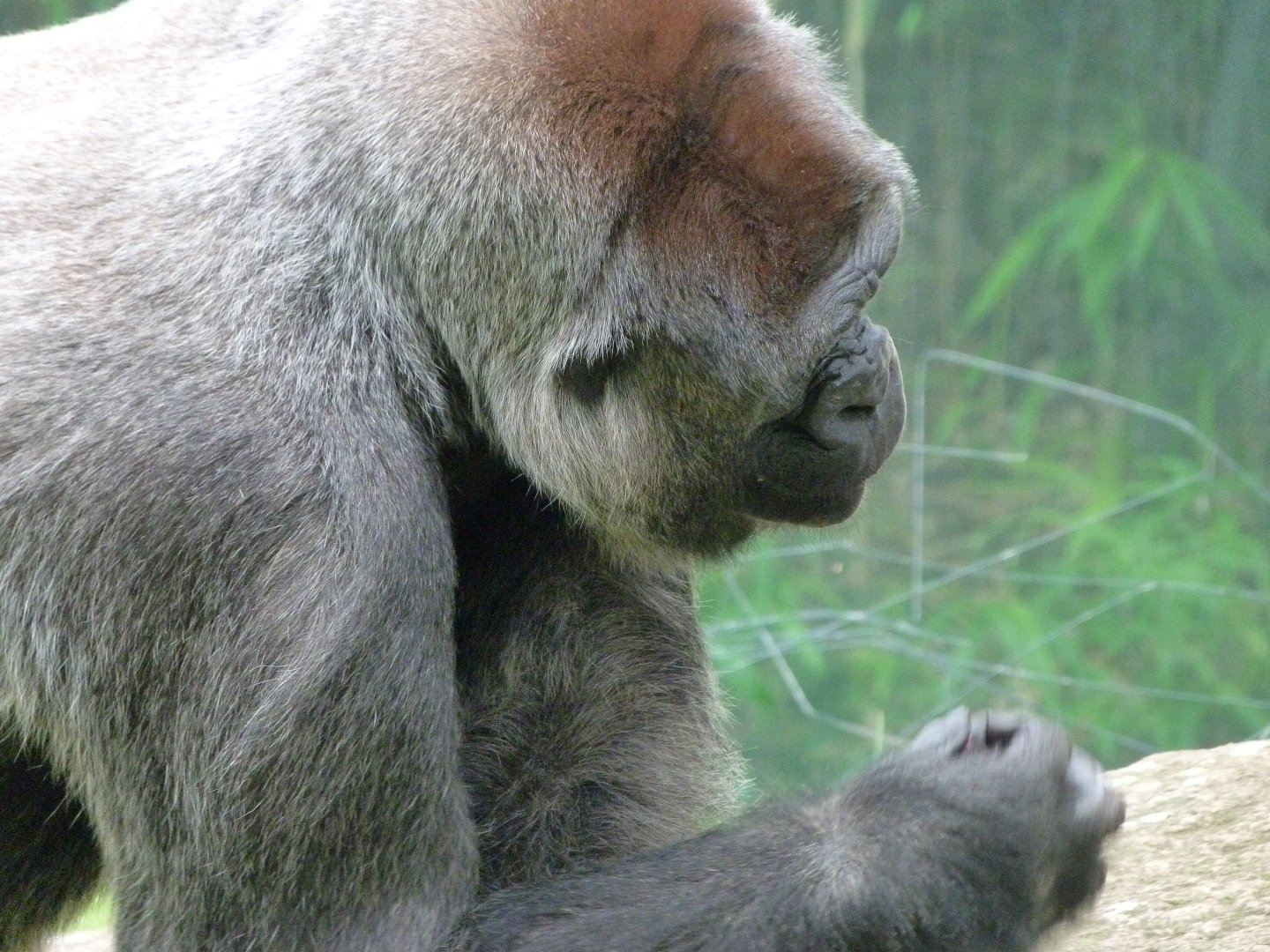 Western lowland gorilla -Zoologischer Garten Berlin (2024)