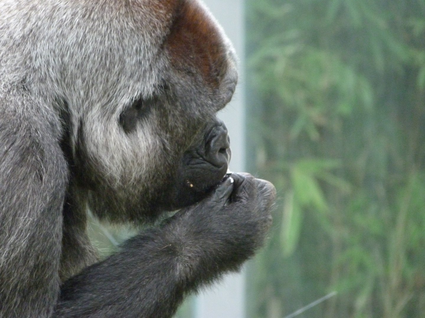 Western lowland gorilla -Zoologischer Garten Berlin (2024)