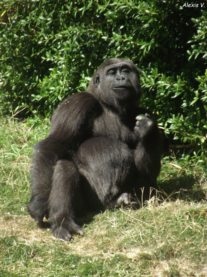 Western Lowland Gorilla - Zooparc de Beauval, 09/08/2025