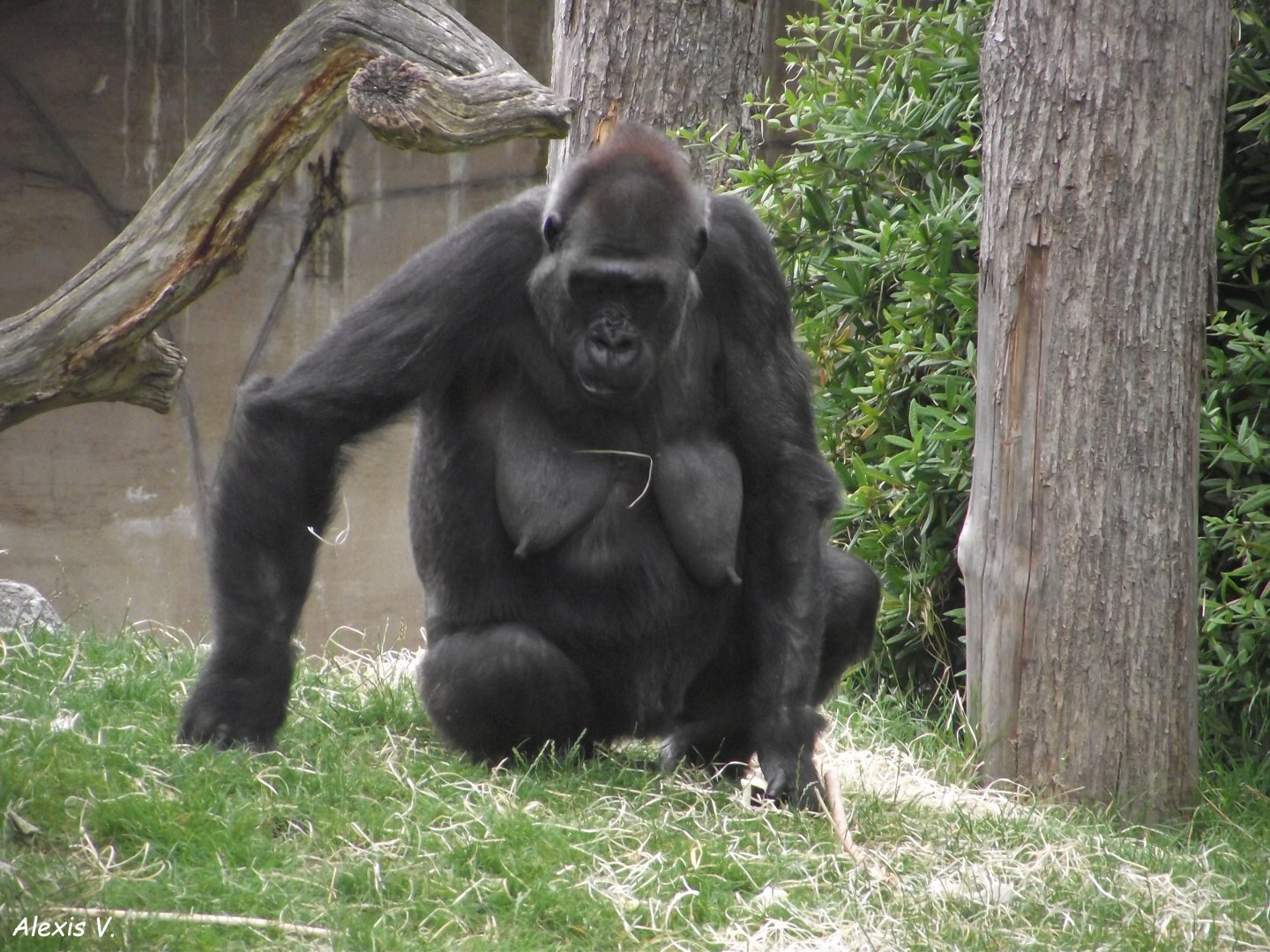 Western Lowland Gorilla - Zooparc de Beauval - 13/07/2024