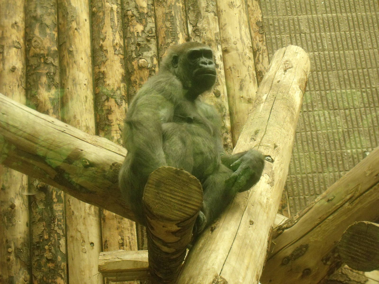 Western Lowland Gorilla