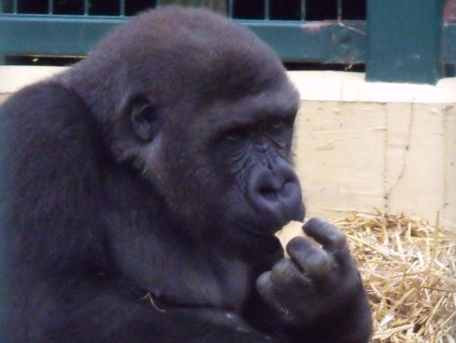 Western Lowland Gorilla