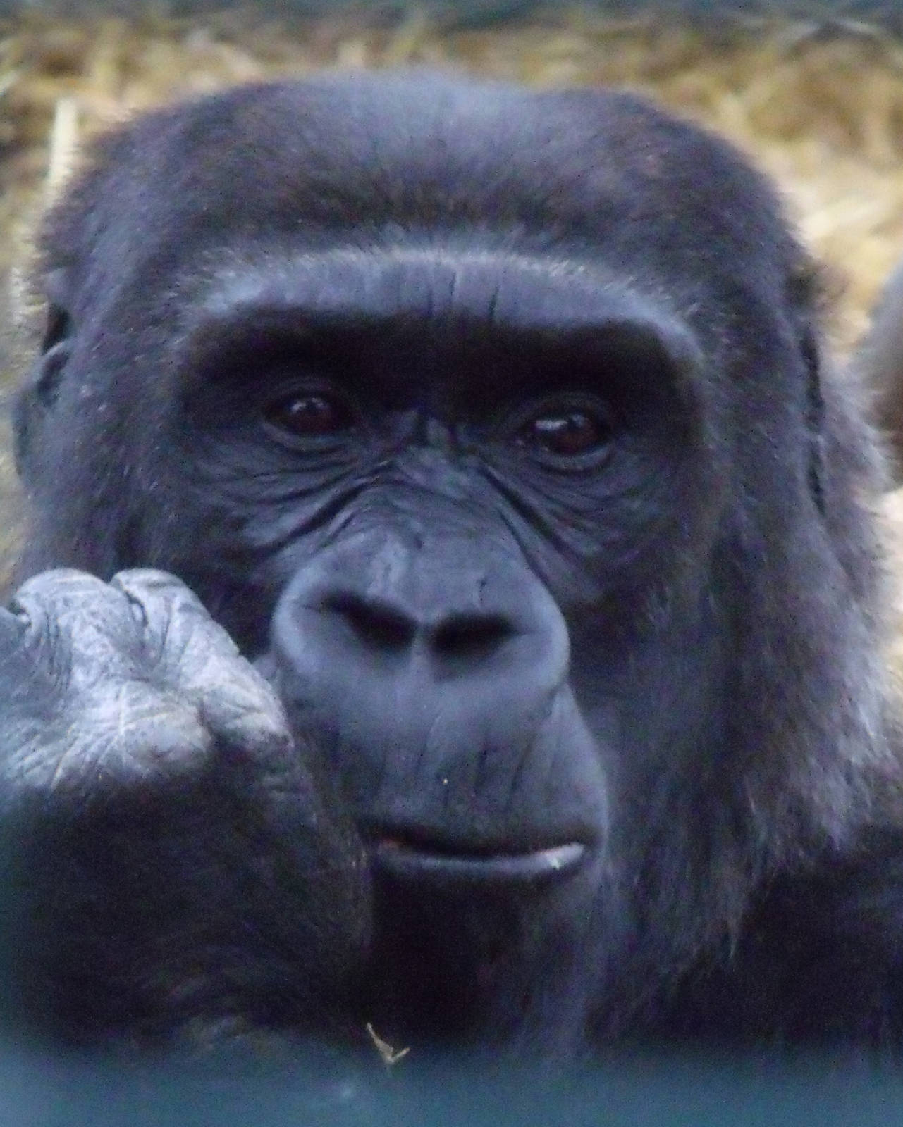 Western Lowland Gorilla