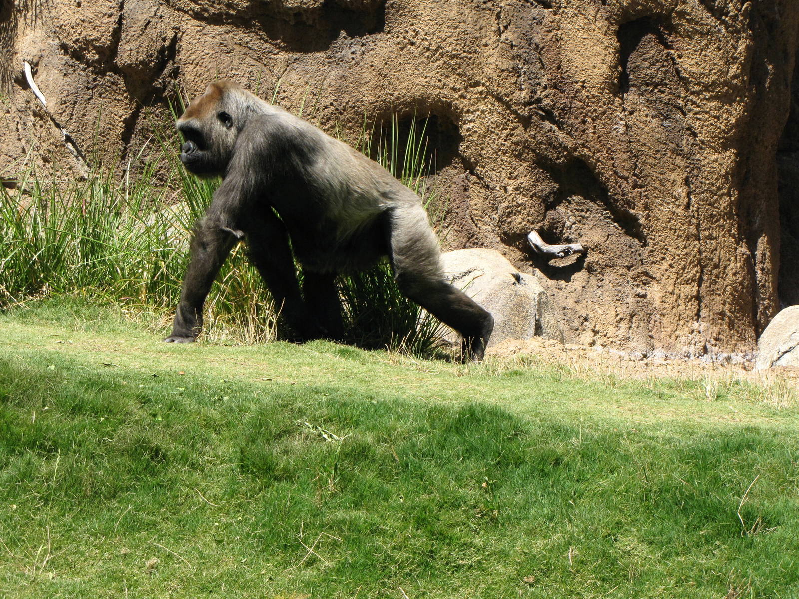 Western Lowland Gorilla