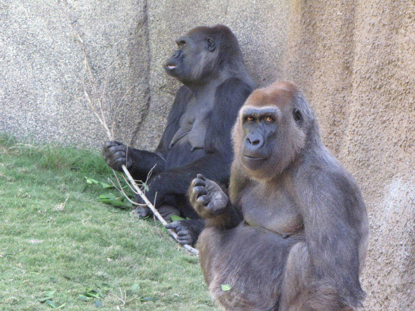 Western Lowland Gorilla