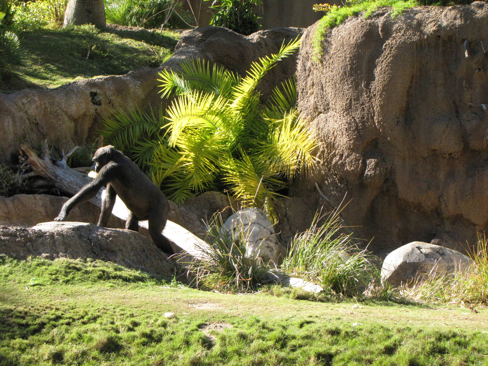 Western Lowland Gorilla