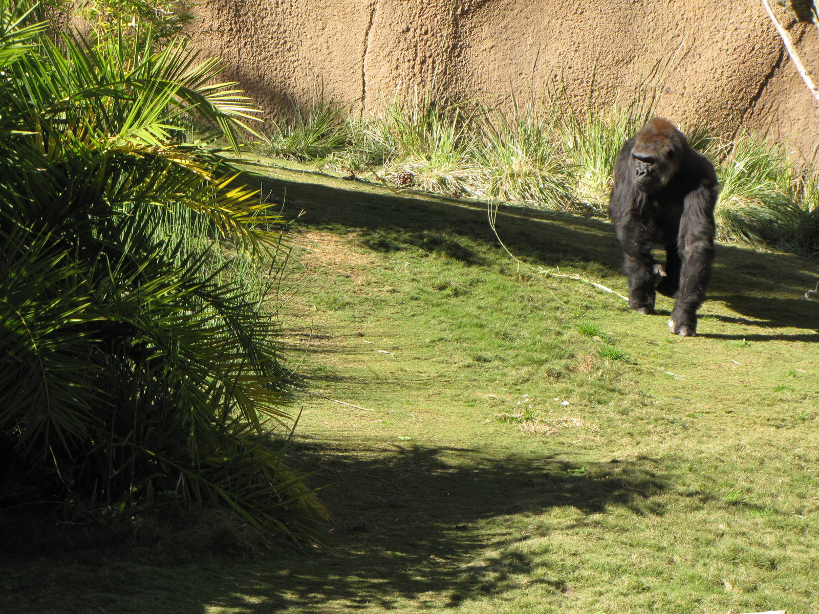 Western Lowland Gorilla