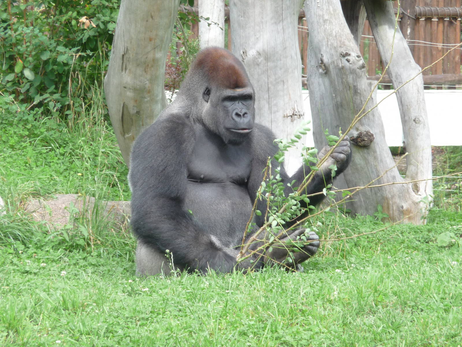 Western Lowland Gorilla