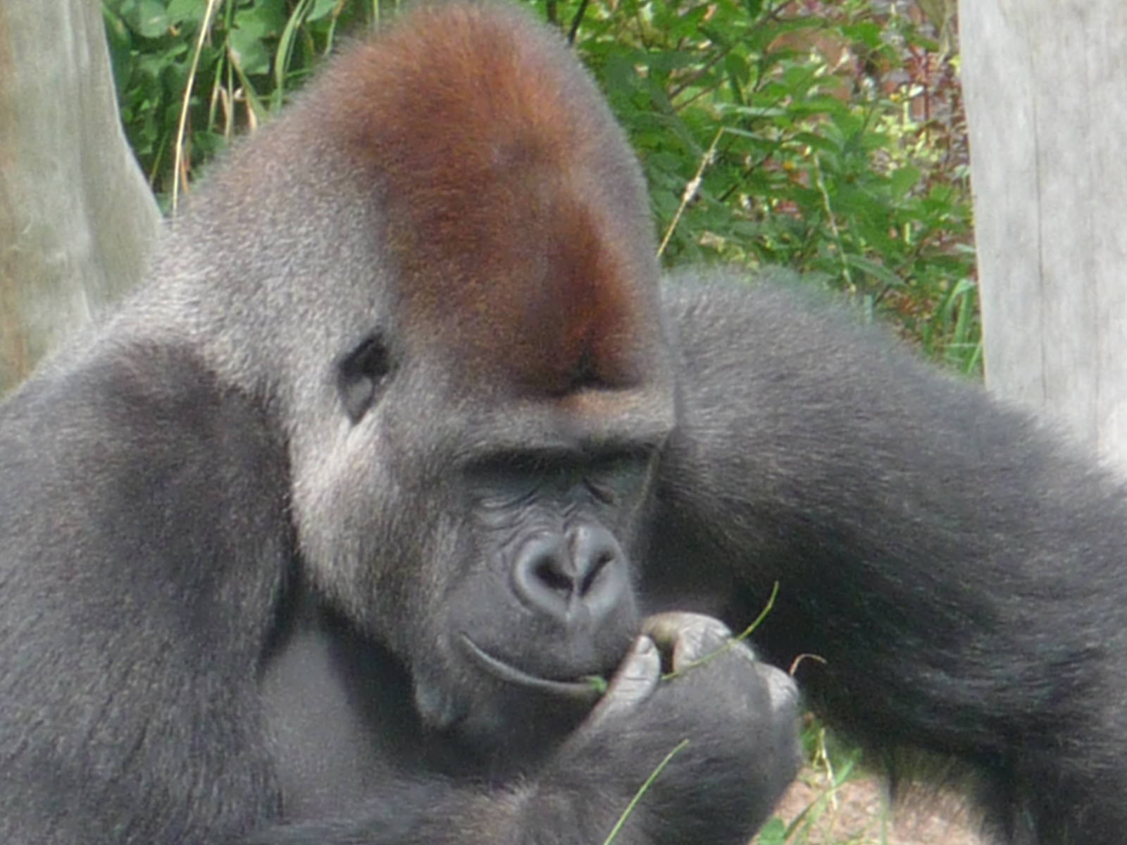 Western Lowland Gorilla