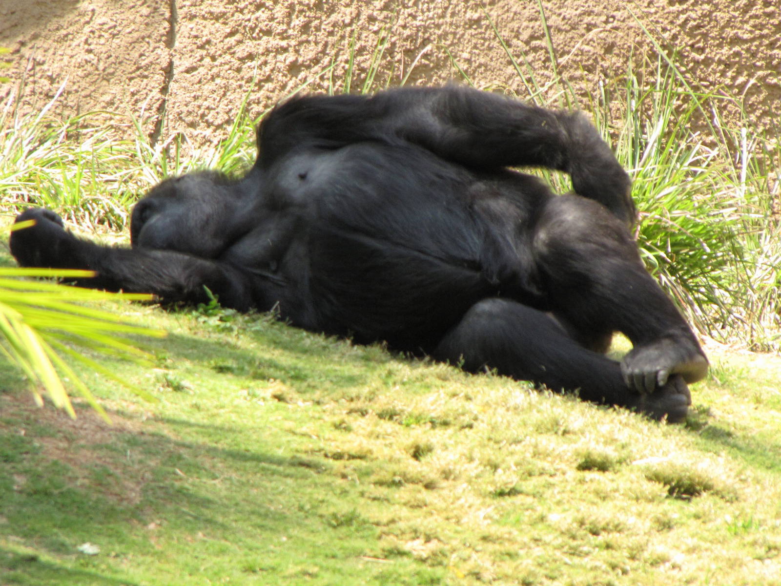 Western Lowland Gorilla