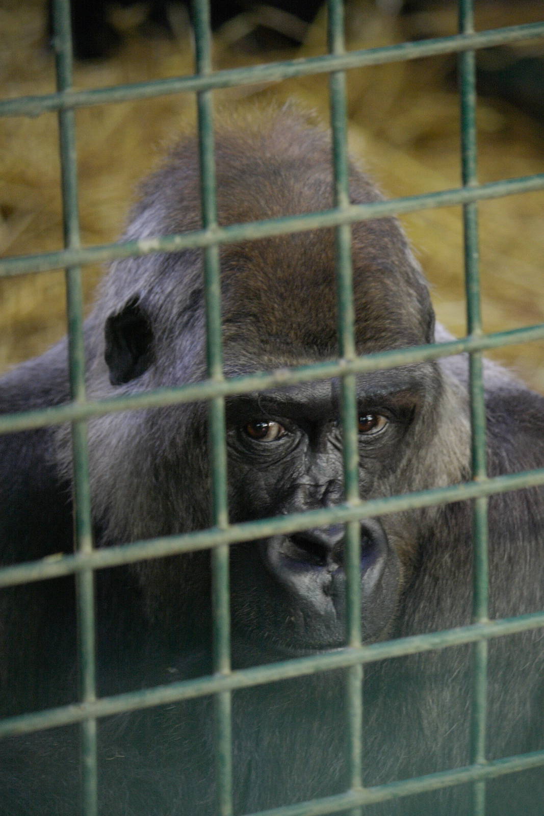 Western lowland gorilla