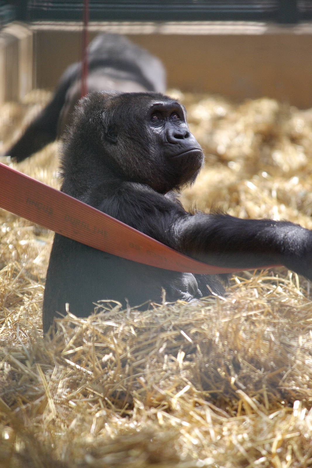 Western lowland gorilla