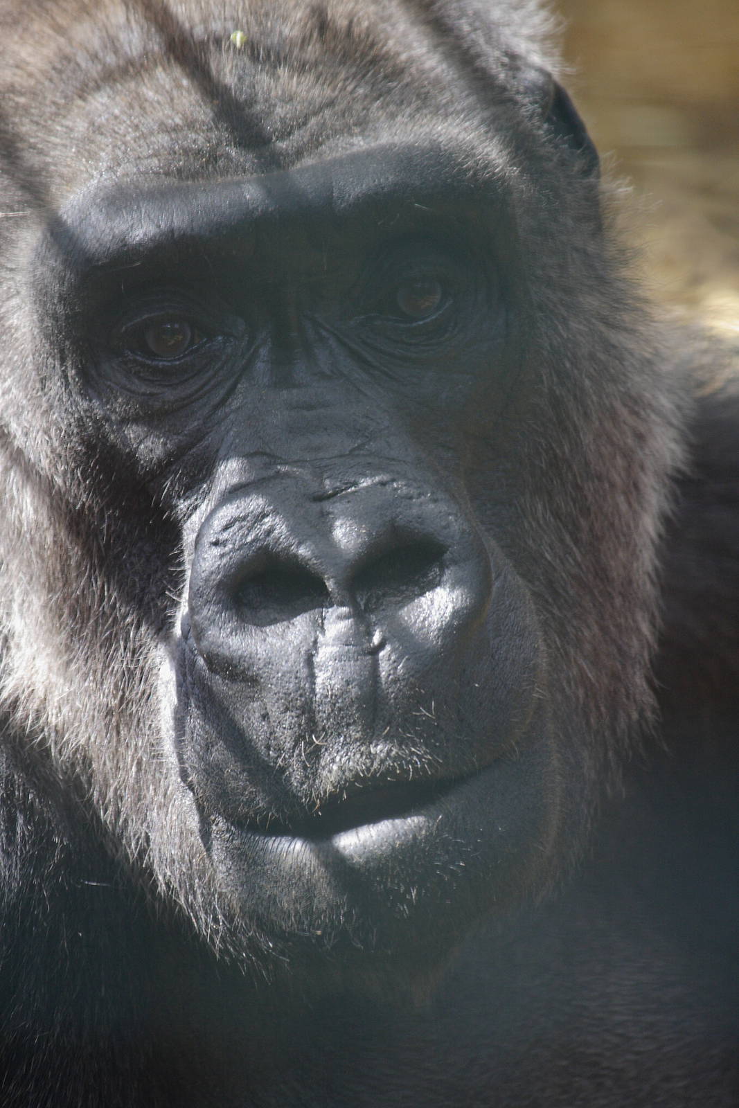 Western lowland gorilla