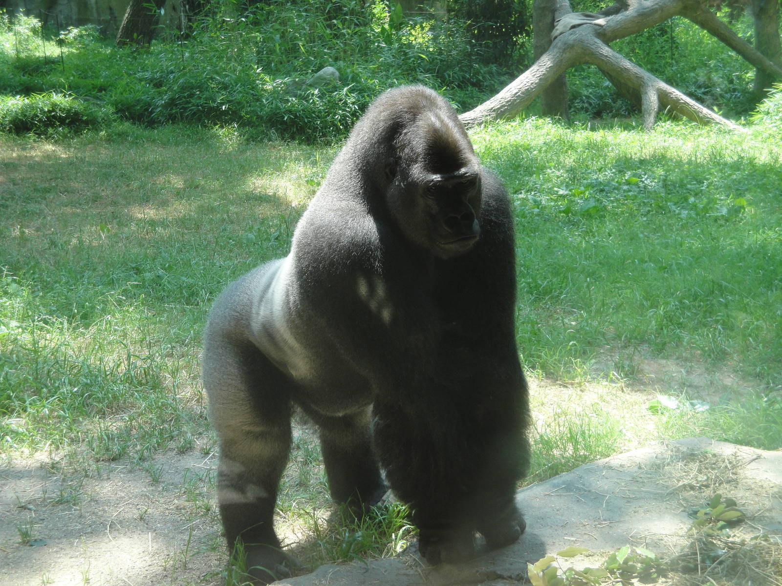 Western Lowland Gorilla