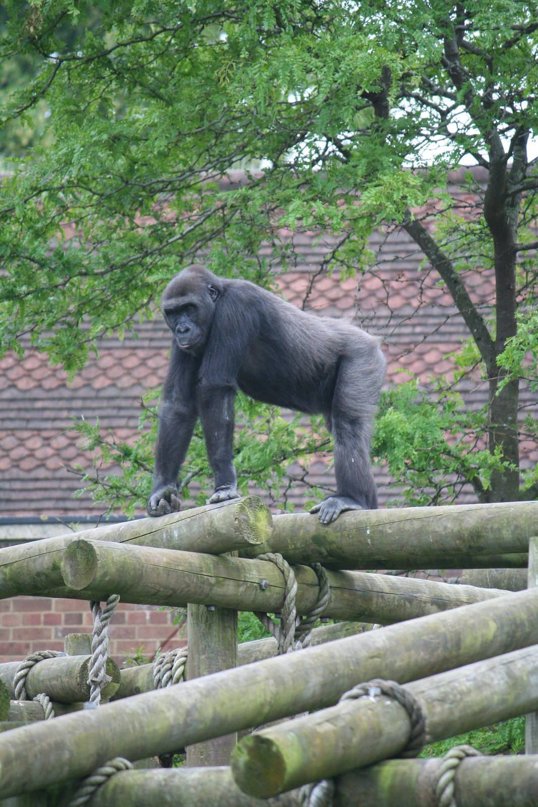 Western lowland gorilla