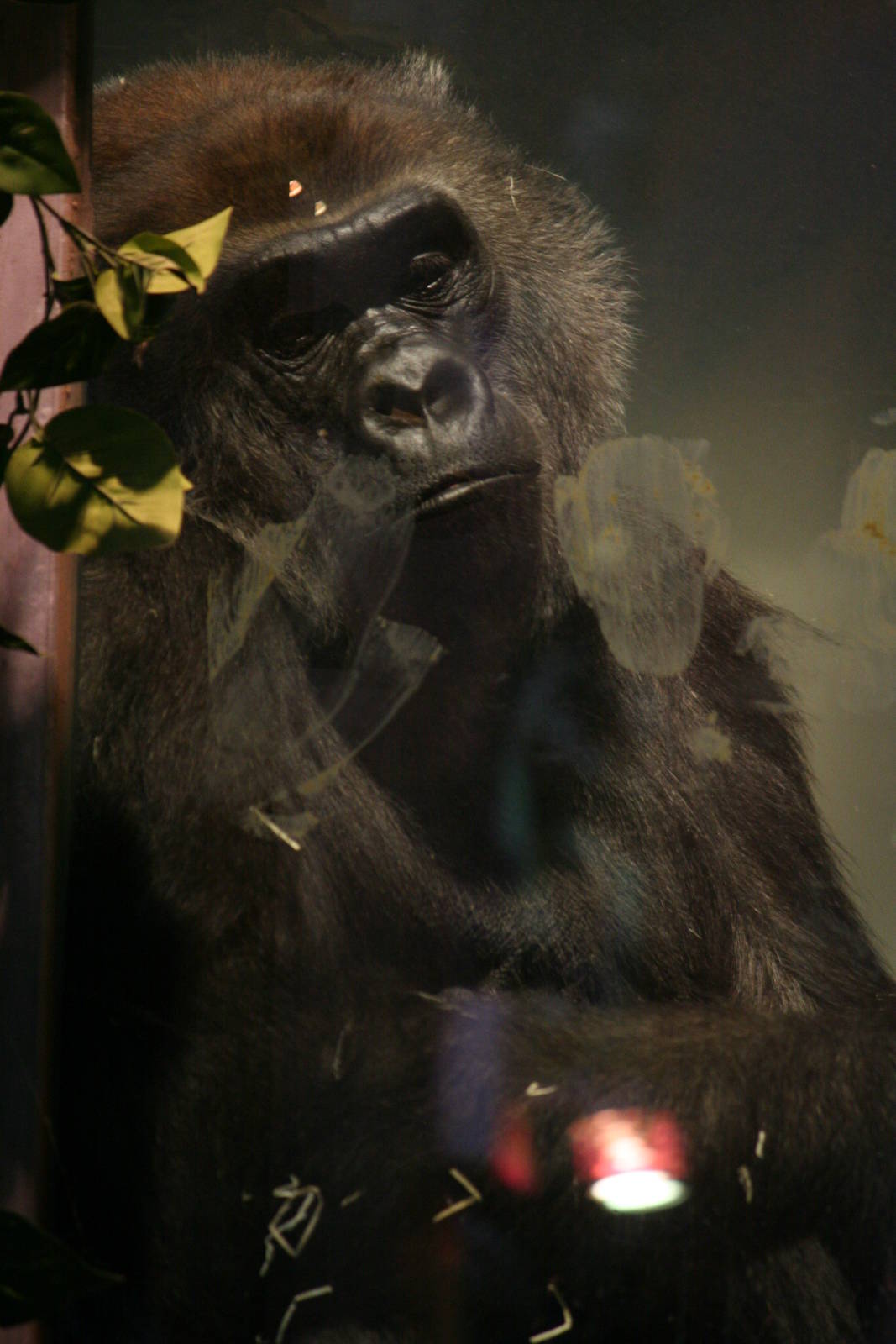 Western lowland gorilla