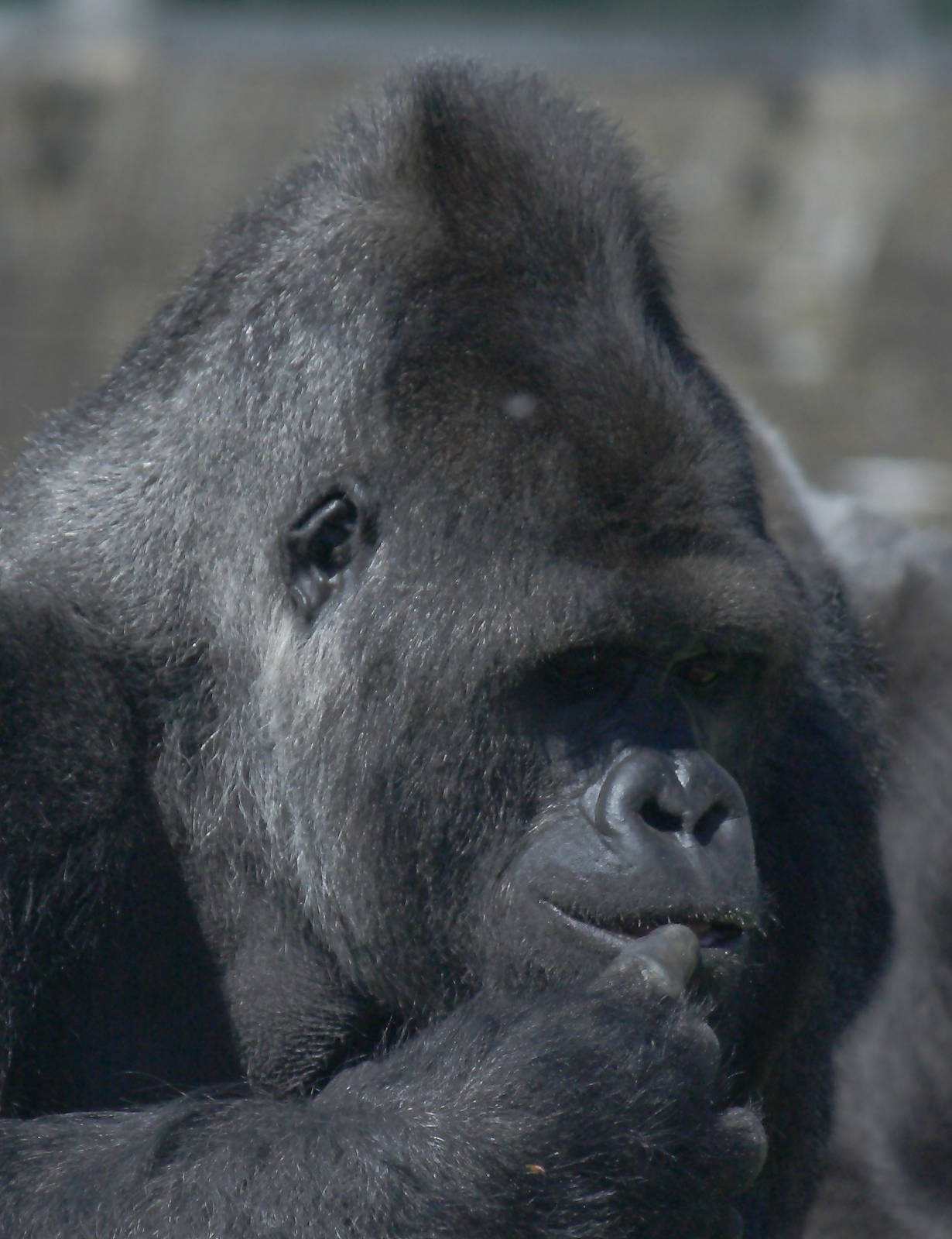 Western lowland gorilla
